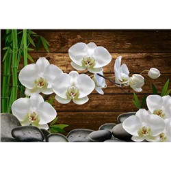 3D Фотообои «Белые орхидеи на камнях»