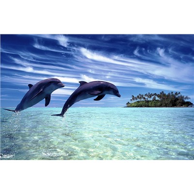Картина по номерам 40х50 - Дельфины у острова