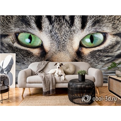 3D Фотообои «Взгляд кошки»