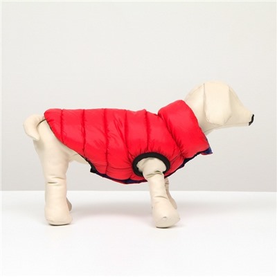Куртка для собак двухсторонняя с воротником , ДС 24, ОШ 24, ОГ 40, красная/синяя