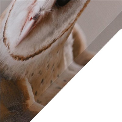 Картина на холсте "Любопытная сова" 60х100 см