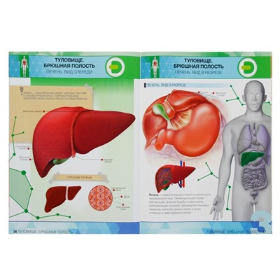 Энциклопедия 4D в дополненной реальности «Анатомия: органы человека»
