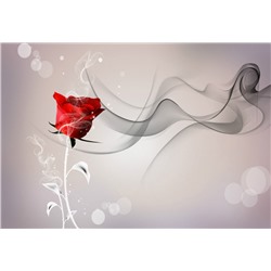 3D Фотообои «Красная роза на сером фоне»