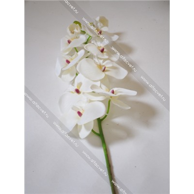 орхидеи ORHID-10-95-6-L
