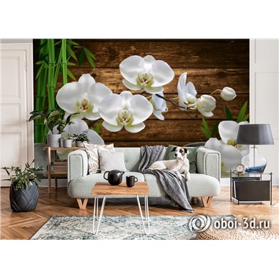 3D Фотообои «Белые орхидеи на камнях»