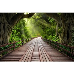 3D Фотообои «Мост в тропическом лесу»