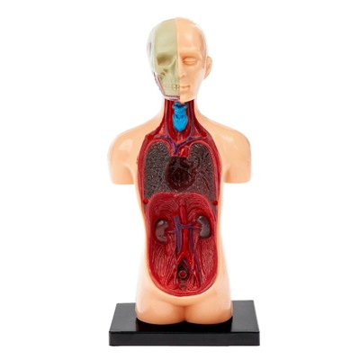 Научный опыт «Анатомия человека»
