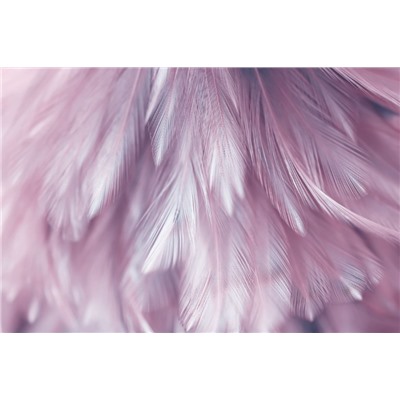 3D Фотообои «Розовая нежность»