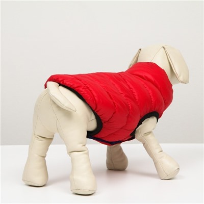 Куртка для собак двухсторонняя с воротником , ДС 24, ОШ 24, ОГ 40, красная/синяя