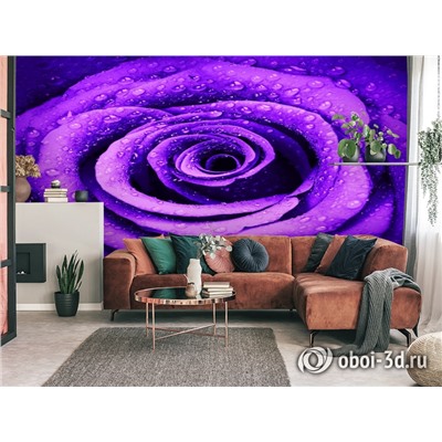 3D Фотообои «Фиолетовая роза с каплями»